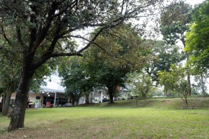 TAMAN BELAKANG